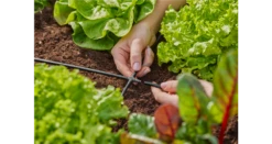 Gardena 4-Way Coupling 4.6 Mm (3/16") -Garden Tools Shop 13214 20 3