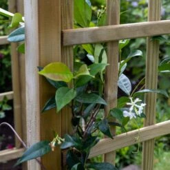 Forest Classic Dome Top Arch -Garden Tools Shop CLADTA 3 1024x1024 1