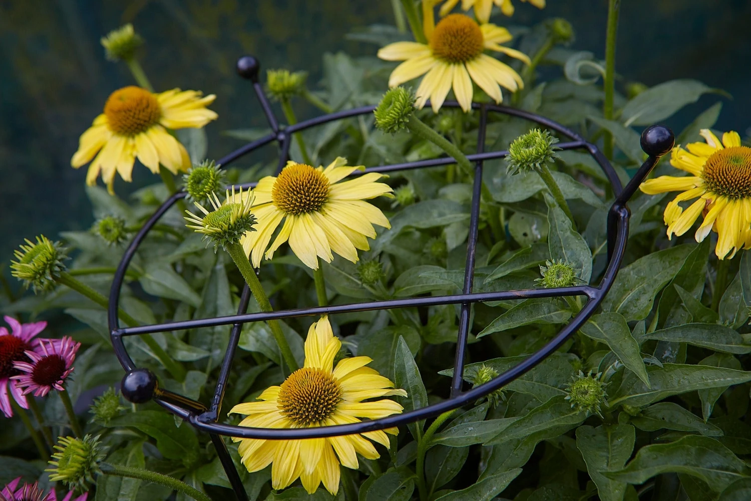 Tom Chambers Cottage Garden Grow-Thru Large - Image 2
